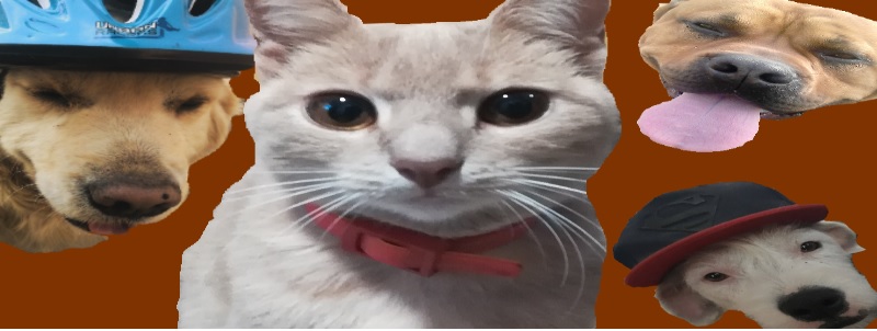 Monty Állatpanzió és Kutyaiskola Rákoscsaba