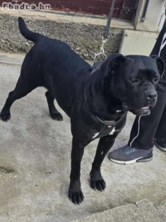 Cane corso babák előjegyezhetők.