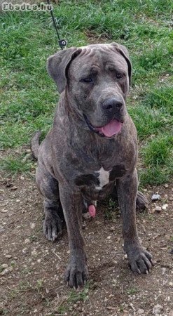 Cane corso babák előjegyezhetők.