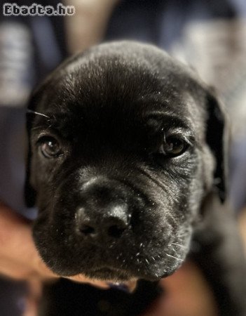 Cane Corso kiskutya eladó