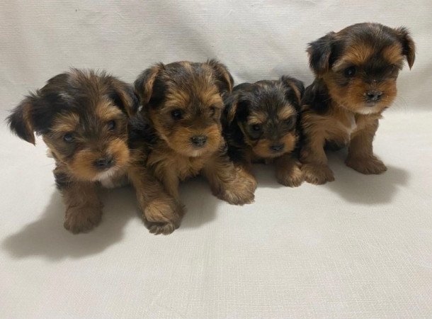 Yorki-Havanese