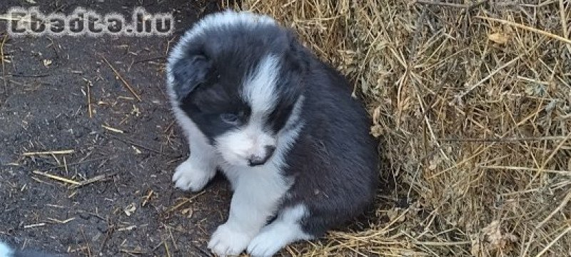 Border collie kiskutyák