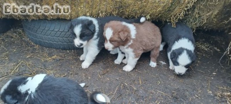 Border collie kiskutyák