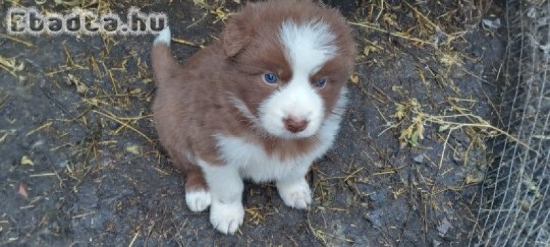 Border collie kiskutyák