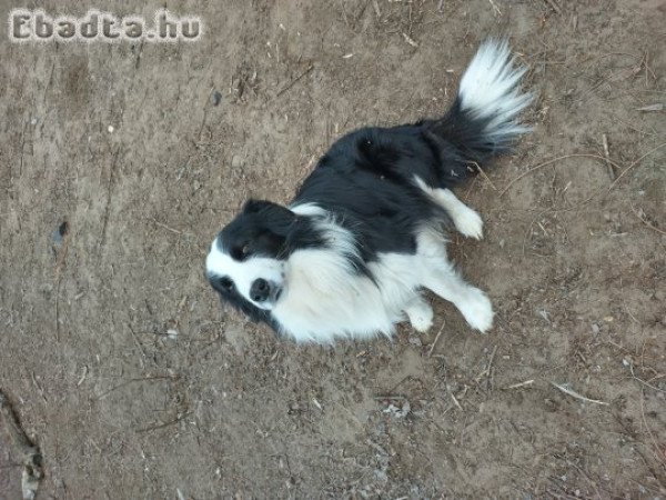 Border collie kiskutyák