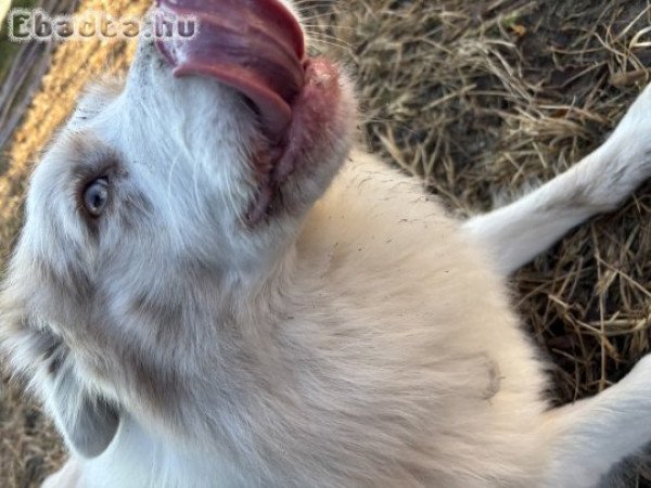 Red merle border collie kan