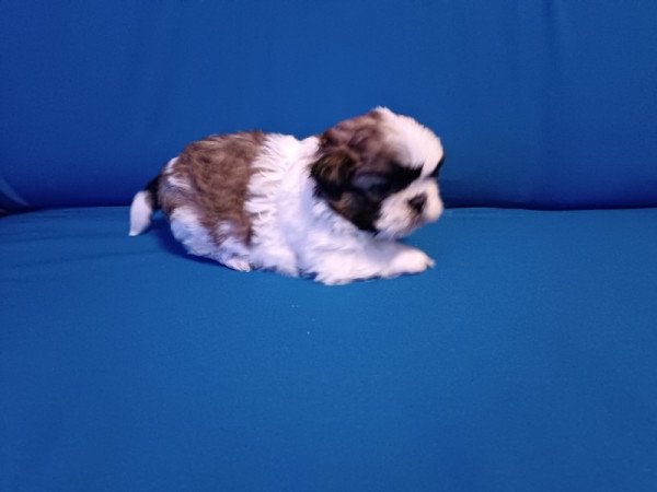 Shih-Tzu