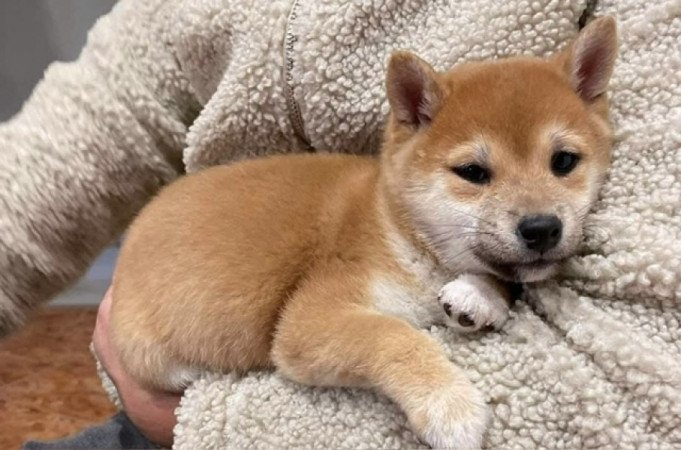 Shiba inu