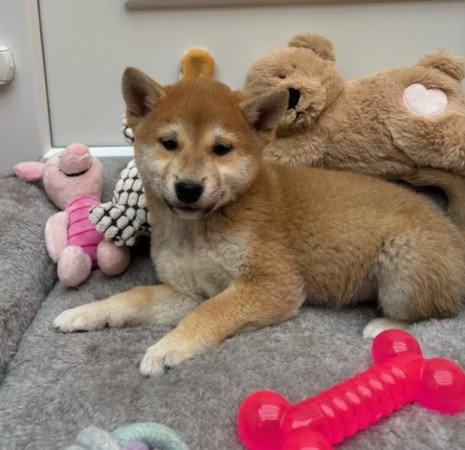 Shiba inu