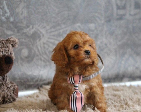 Cavapoo