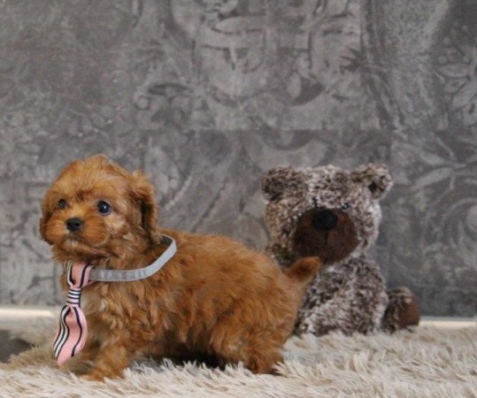 Cavapoo