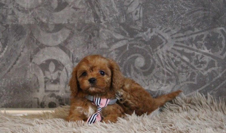 Cavapoo