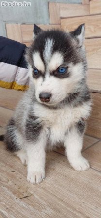 Kék szemű szíbériai husky eladó