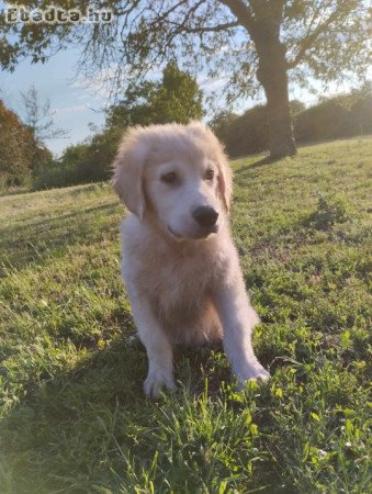 Golden retriever kölykök