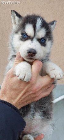 Kék szemű szíbériai husky eladó