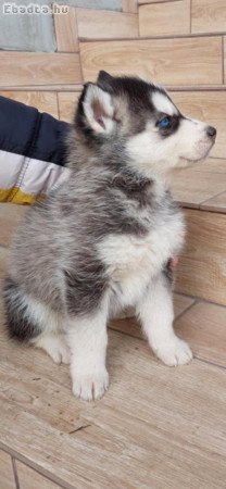 Kék szemű szíbériai husky eladó