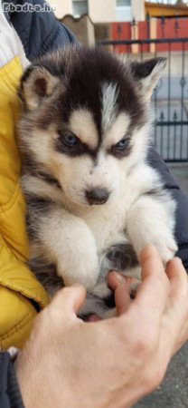 Kék szemű szíbériai husky eladó