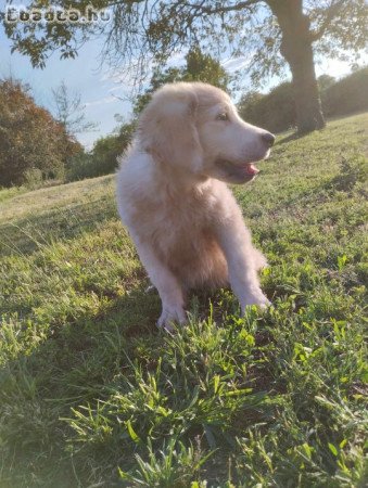 Golden retriever kölykök