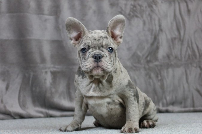 Francia bulldog