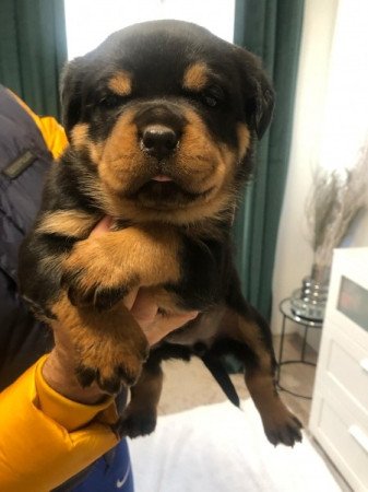 rottweiler