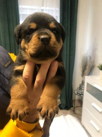 rottweiler