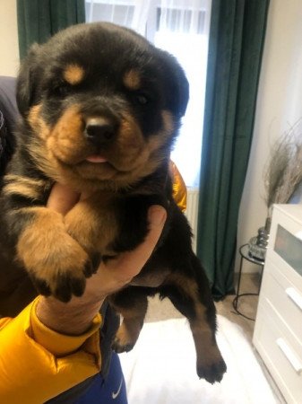 rottweiler