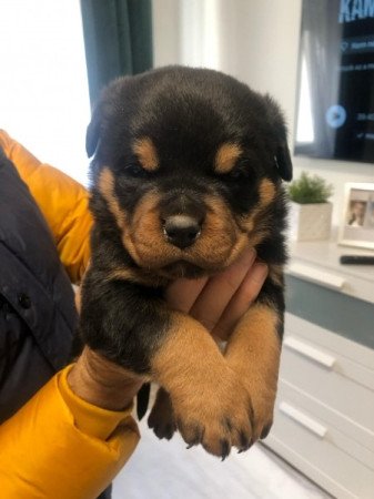 rottweiler