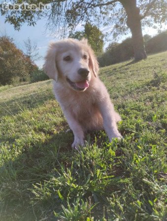 Golden retriever kölykök