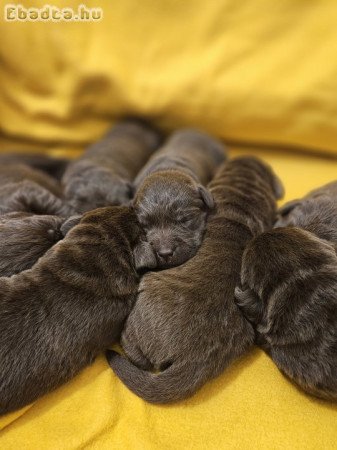 Labrador kiskutyák prémium  törzskönyvvel