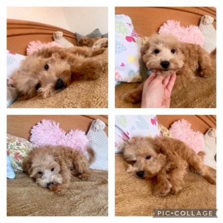 Maltipoo mini toy uszkar es maltai selyem