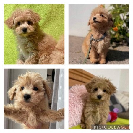 Maltipoo mini toy uszkar es maltai selyem