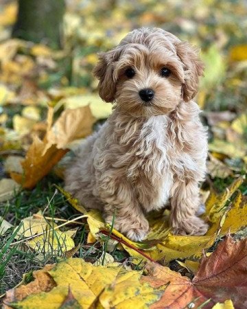 Máltai+uszkár=Maltipoo havanese bichon