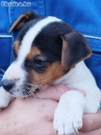 Jack Russel kiskutya