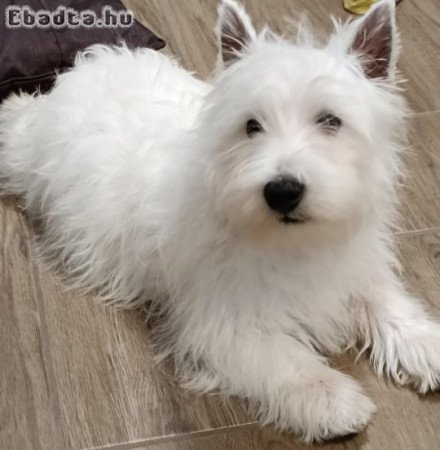 TÖRZSKÖNYVES Westie,west highland white terrier