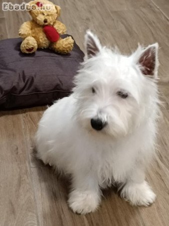 TÖRZSKÖNYVES Westie,west highland white terrier