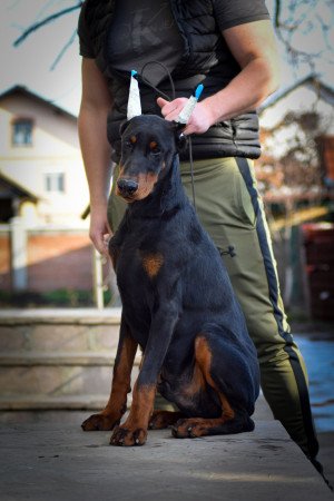 Doberman eladó