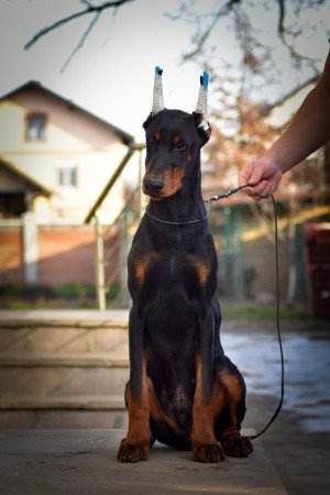 Doberman eladó