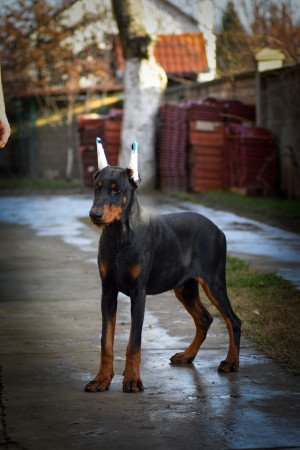 Doberman eladó