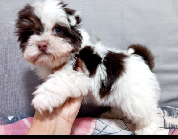 Bichon Havanese