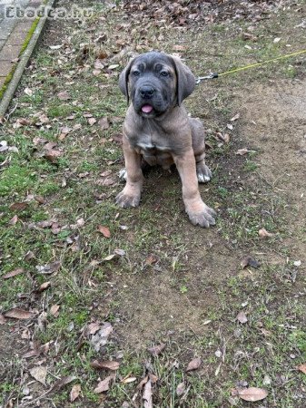 Cane corso