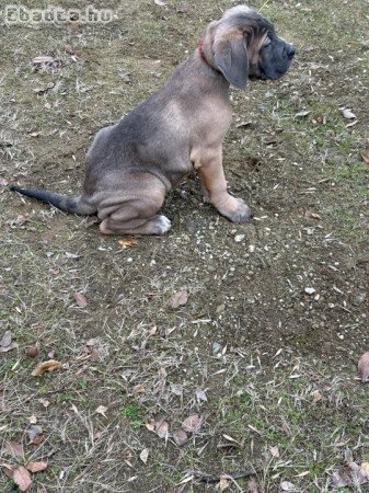 Cane corso