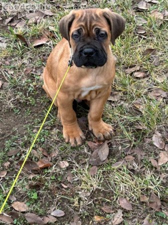 Cane corso