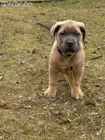 Cane corso