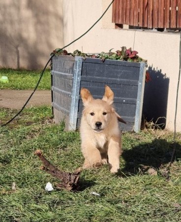 Golden retriever