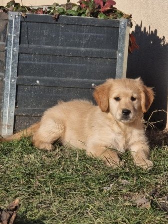 Golden retriever