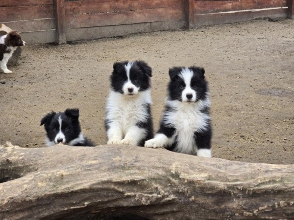 Border Collie