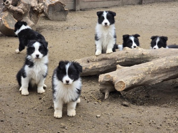 Border Collie