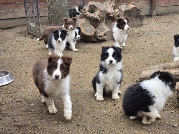 Border Collie