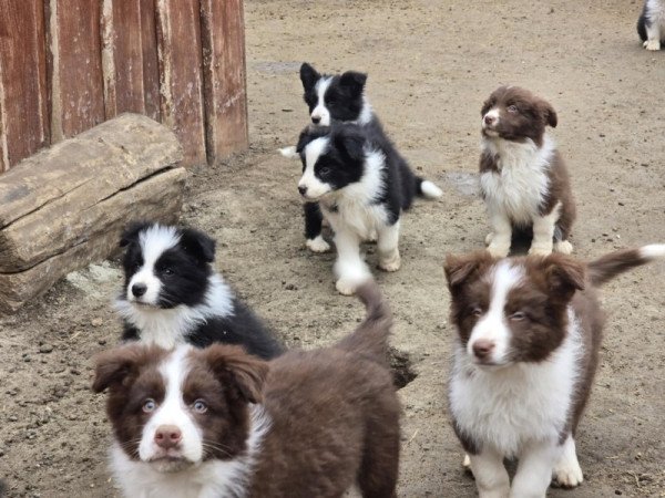 Border Collie