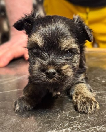 Yorkshire terrier